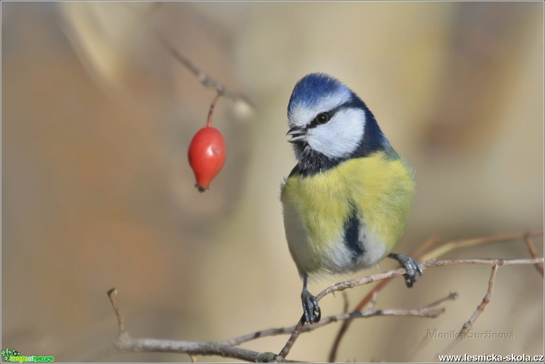 Sýkora modřinka - Cyanistes caeruleus - Foto Monika Suržinová 0417 (2)