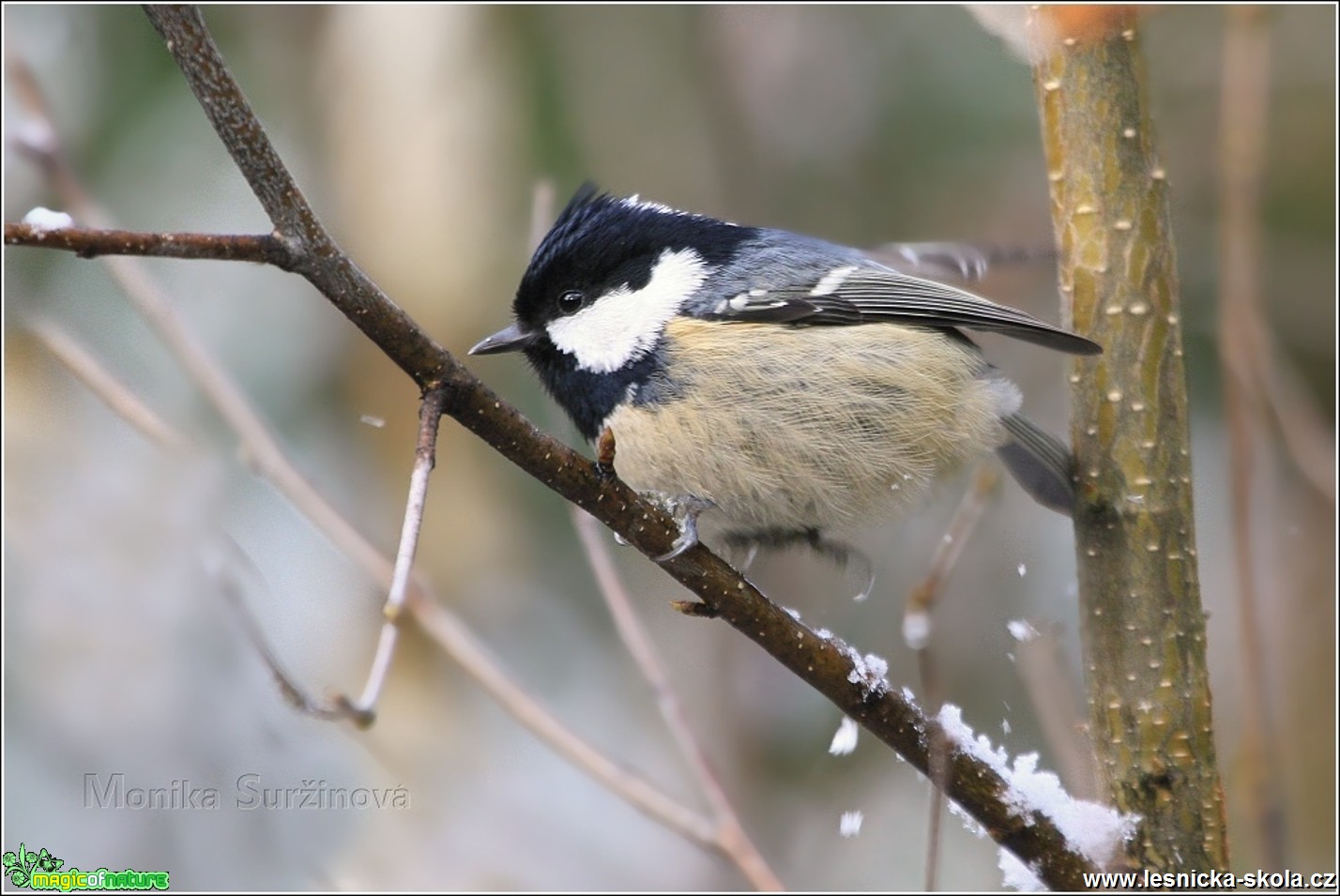 Sýkora uhelníček - Periparus ater - Foto Monika Suržinová 0417 (2)