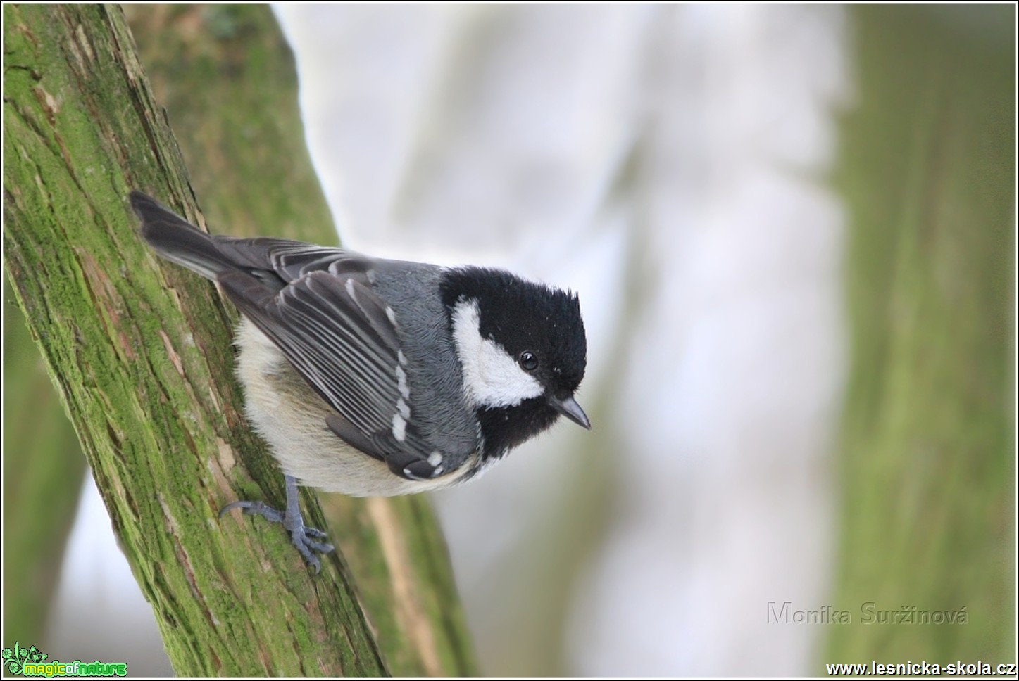 Sýkora uhelníček - Periparus ater - Foto Monika Suržinová 0417 (3)