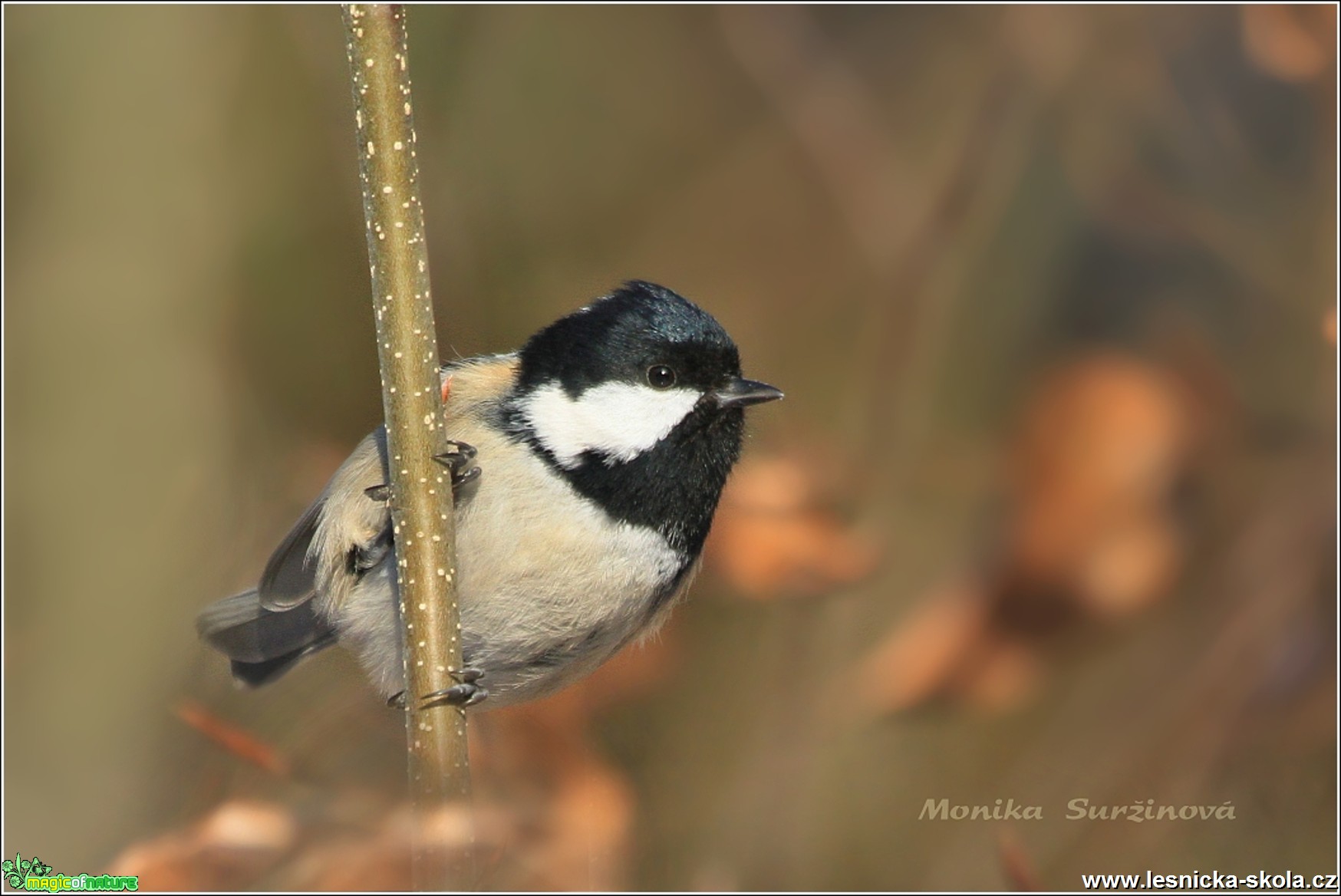 Sýkora uhelníček - Periparus ater - Foto Monika Suržinová 0417 (4)