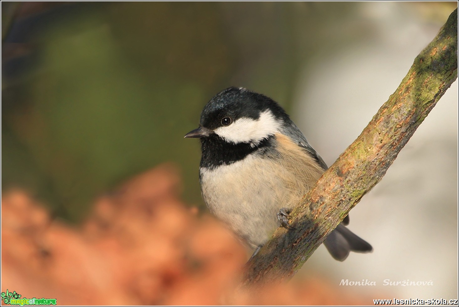 Sýkora uhelníček - Periparus ater - Foto Monika Suržinová 0417 (5)