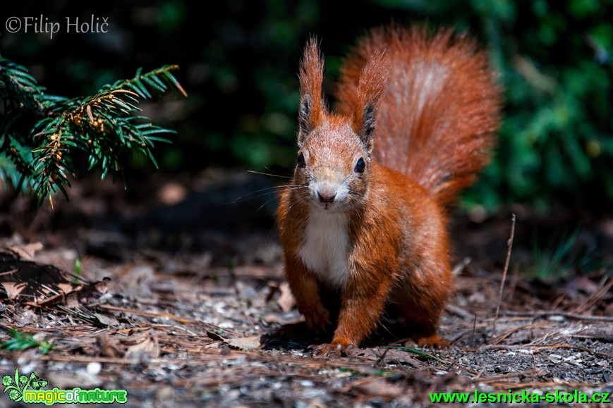 Veverka obecná -  Sciurus vulgaris - Foto Filip Holič (1)