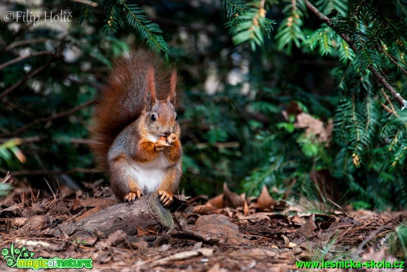 Veverka obecná -  Sciurus vulgaris - Foto Filip Holič