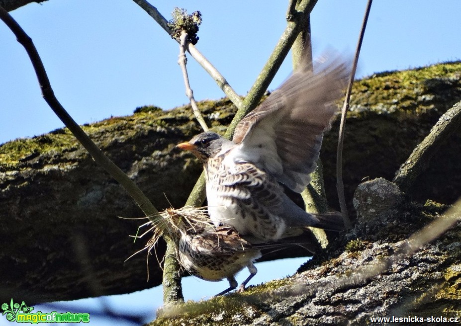 Drozd kvíčala - Turdus pilaris - Foto Miloslav Míšek 0517