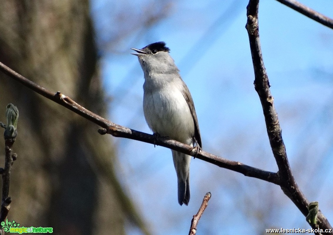 Pěnice černohlavá - Sylvia atricapilla - Foto MIloslav Míšek 0517