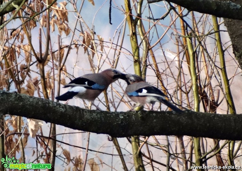 Sojka obecná - Garrulus glandarius - Foto Miloslav Míšek 0517