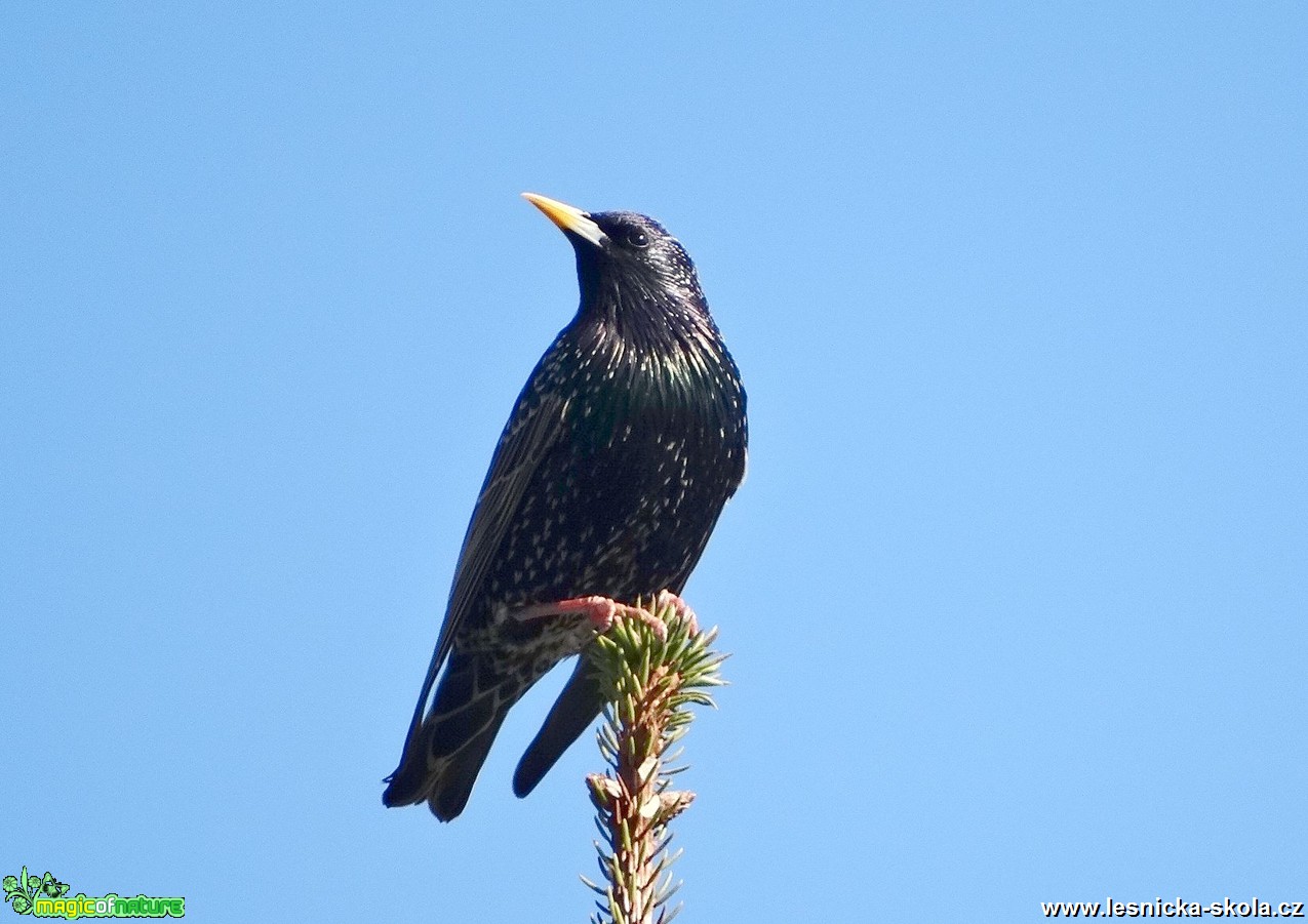 Špaček obecný - Sturnus vulgaris - Foto MIloslav Míšek 0517