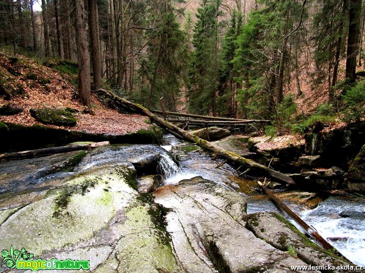 Kolem lesní říčky - Foto Jaroslava Jechová 0517 (4)