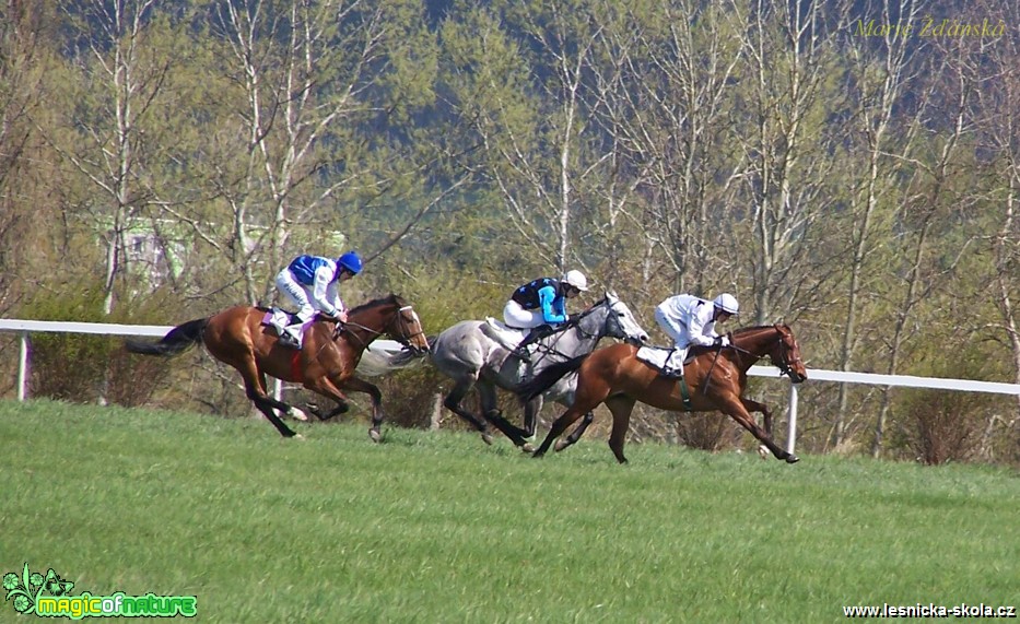Dostihy - Foto Marie Žďánská 0517 (2)