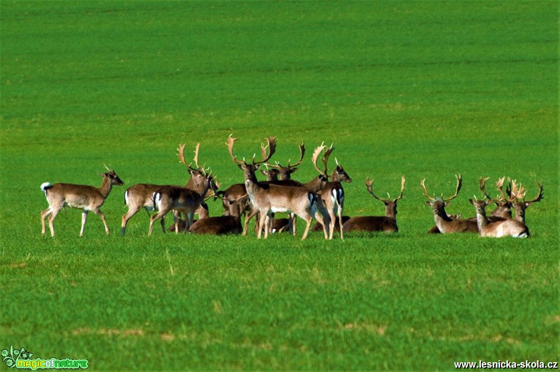 Dančí zvěř - Foto Dušan Sedláček 0517 (2)