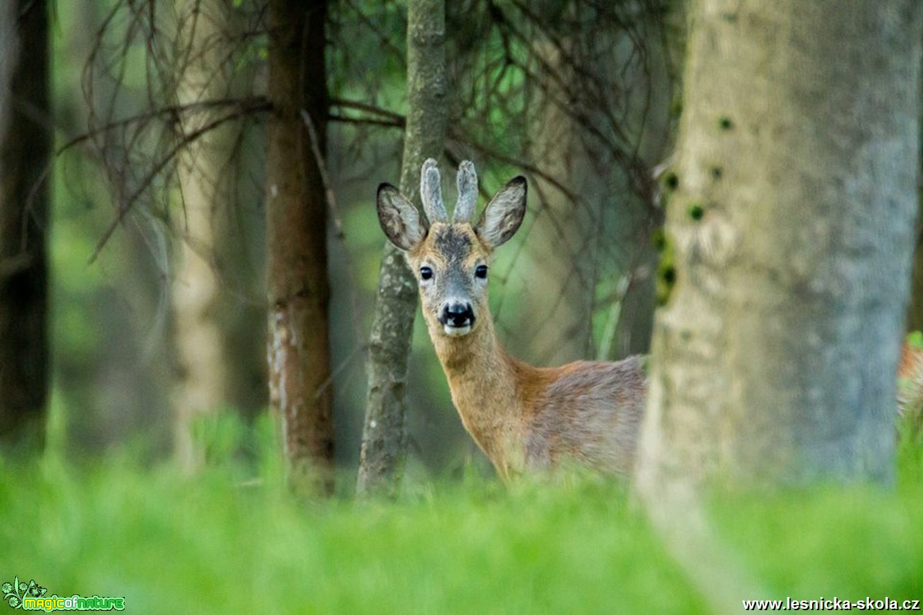 Srnec obecný - Capreolus capreolus - Foto Lukáš Málek 0517 (2)