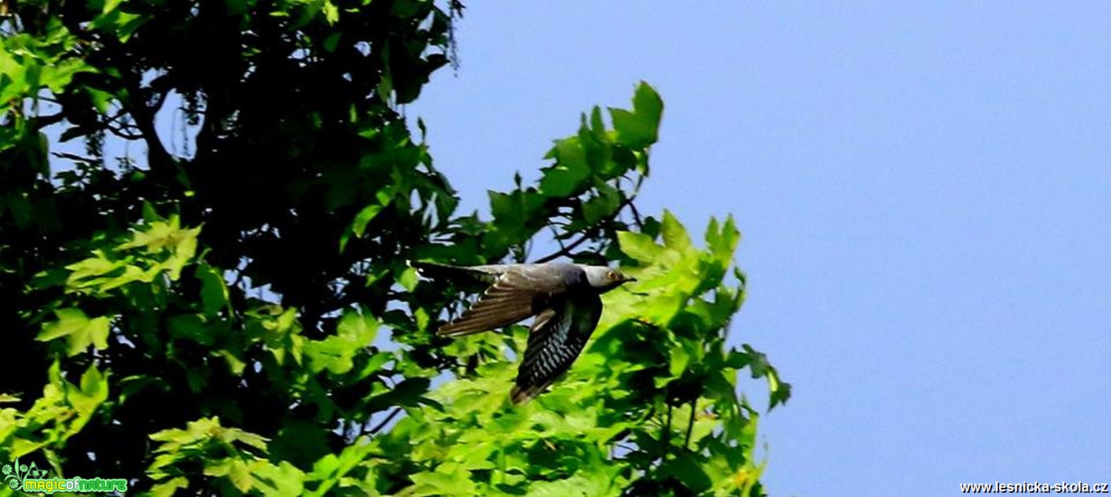 Kukačka obecná - Cuculus canorus - Foto Pavel Balazka 0517