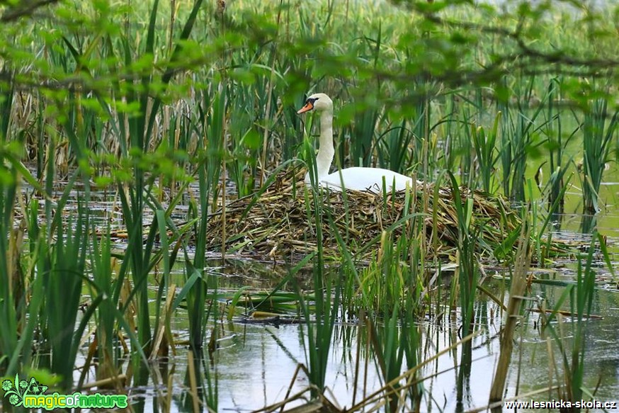 Labuť na hnízdě - Foto Pavel Balazka 0517