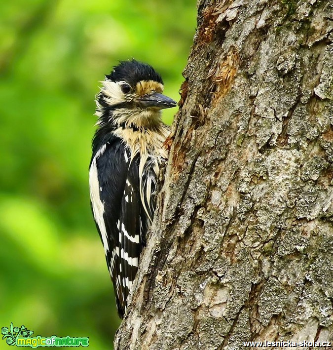 Strakapoud velký - Dendrocopos major - Foto Pavel Balazka 0517