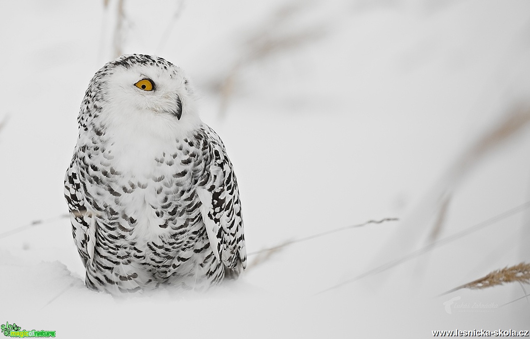 Sovice sněžní - Bubo scandiacus - Foto Lukáš Zahrádka 0517 (3)