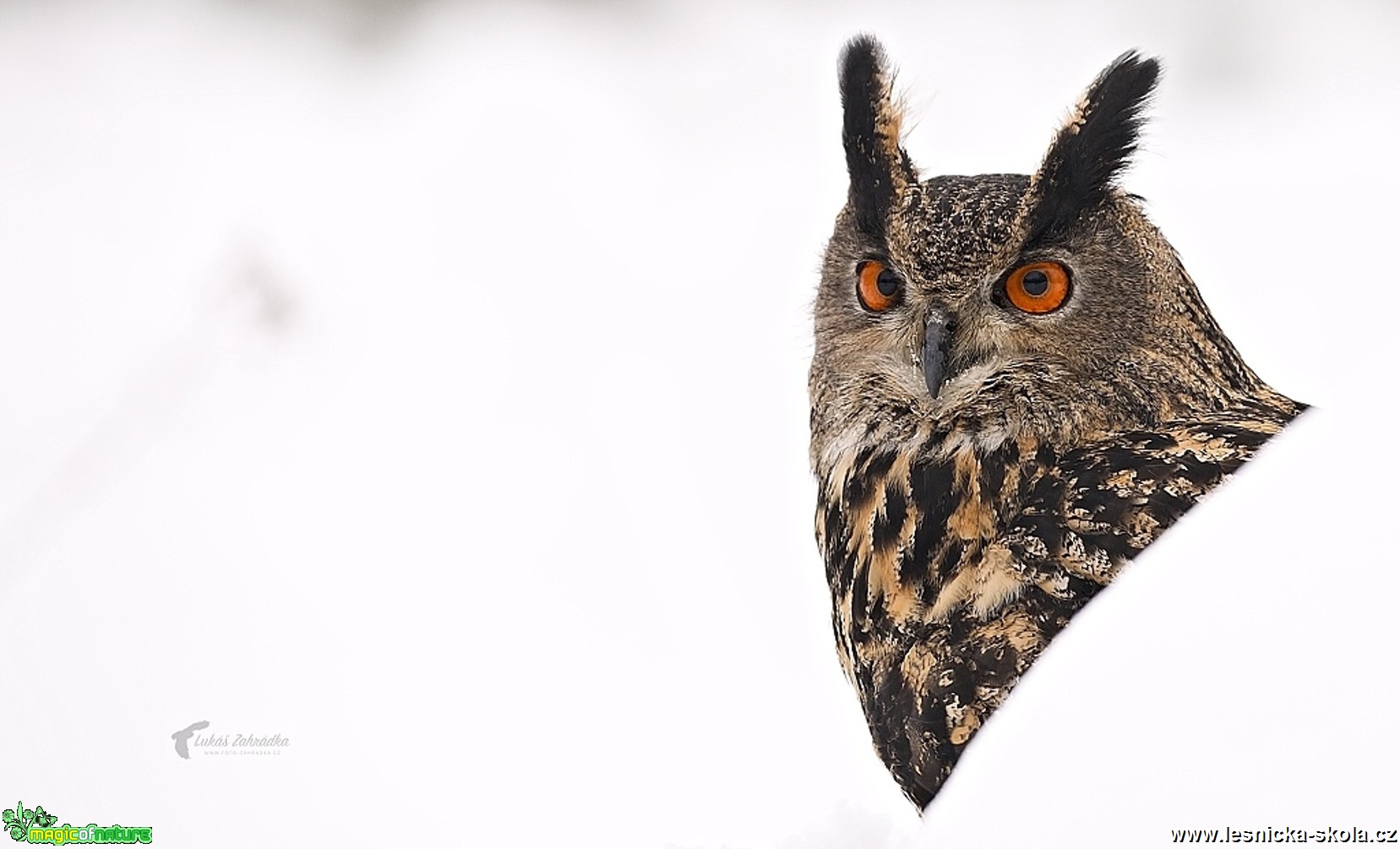 Výr velký - Bubo bubo - Foto Lukáš Zahrádka 0517 (1)