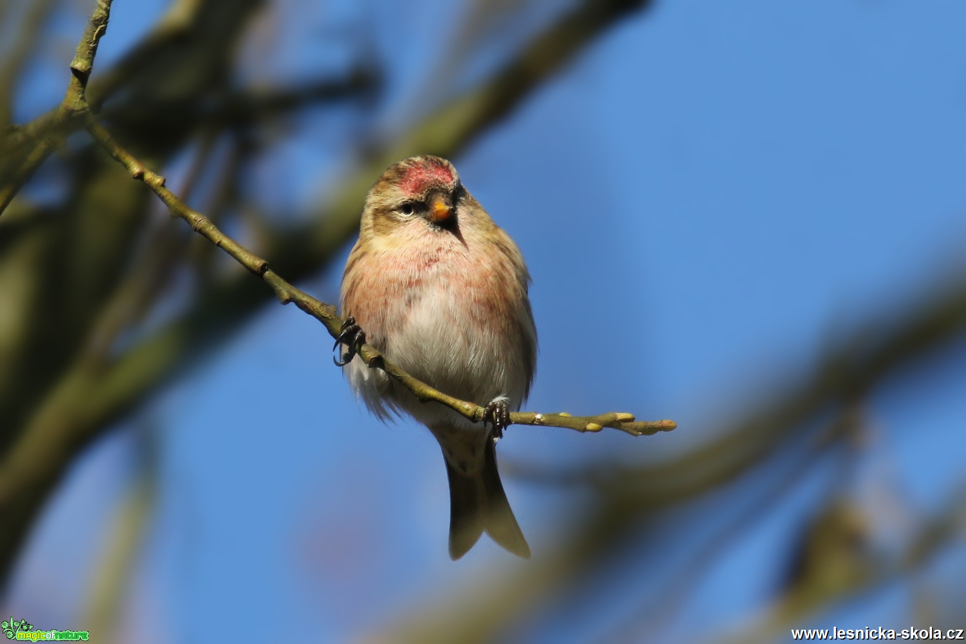 Čečetka tmavá - Carduelis cabaret - Foto Irena Wenischová 0517 (1)