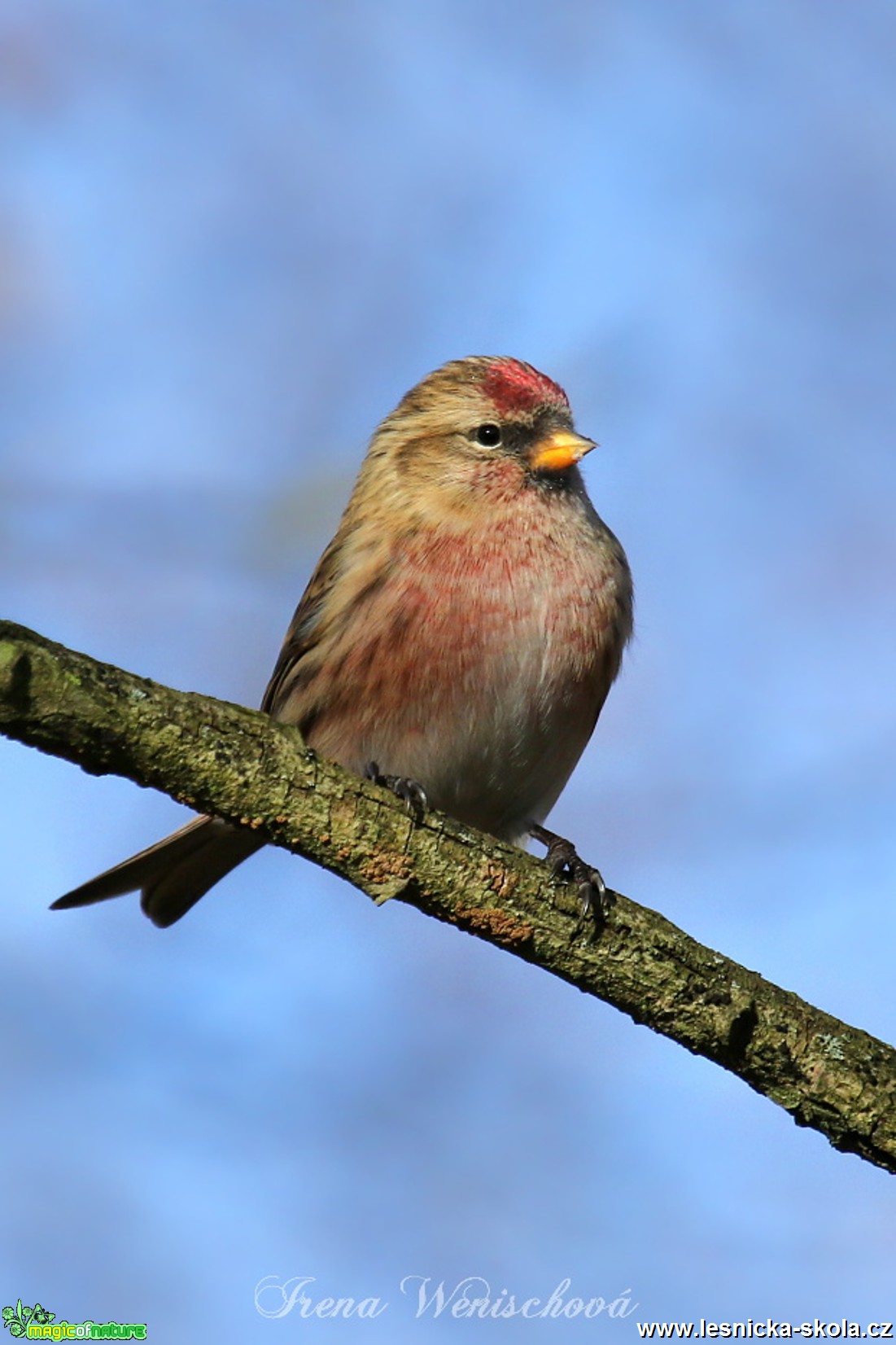 Čečetka tmavá - Carduelis cabaret - Foto Irena Wenischová 0517 (3)