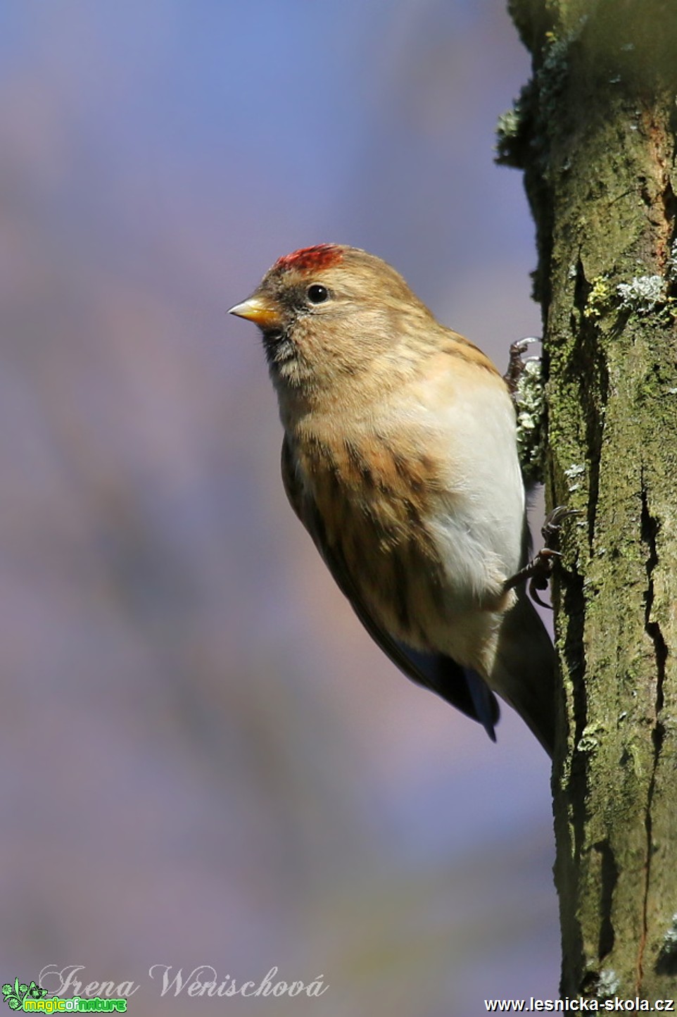 Čečetka tmavá - Carduelis cabaret - Foto Irena Wenischová 0517 (6)