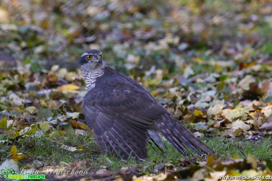 Jestřáb lesní - Accipiter gentilis - Foto Irena Wenischová 0517 (1)