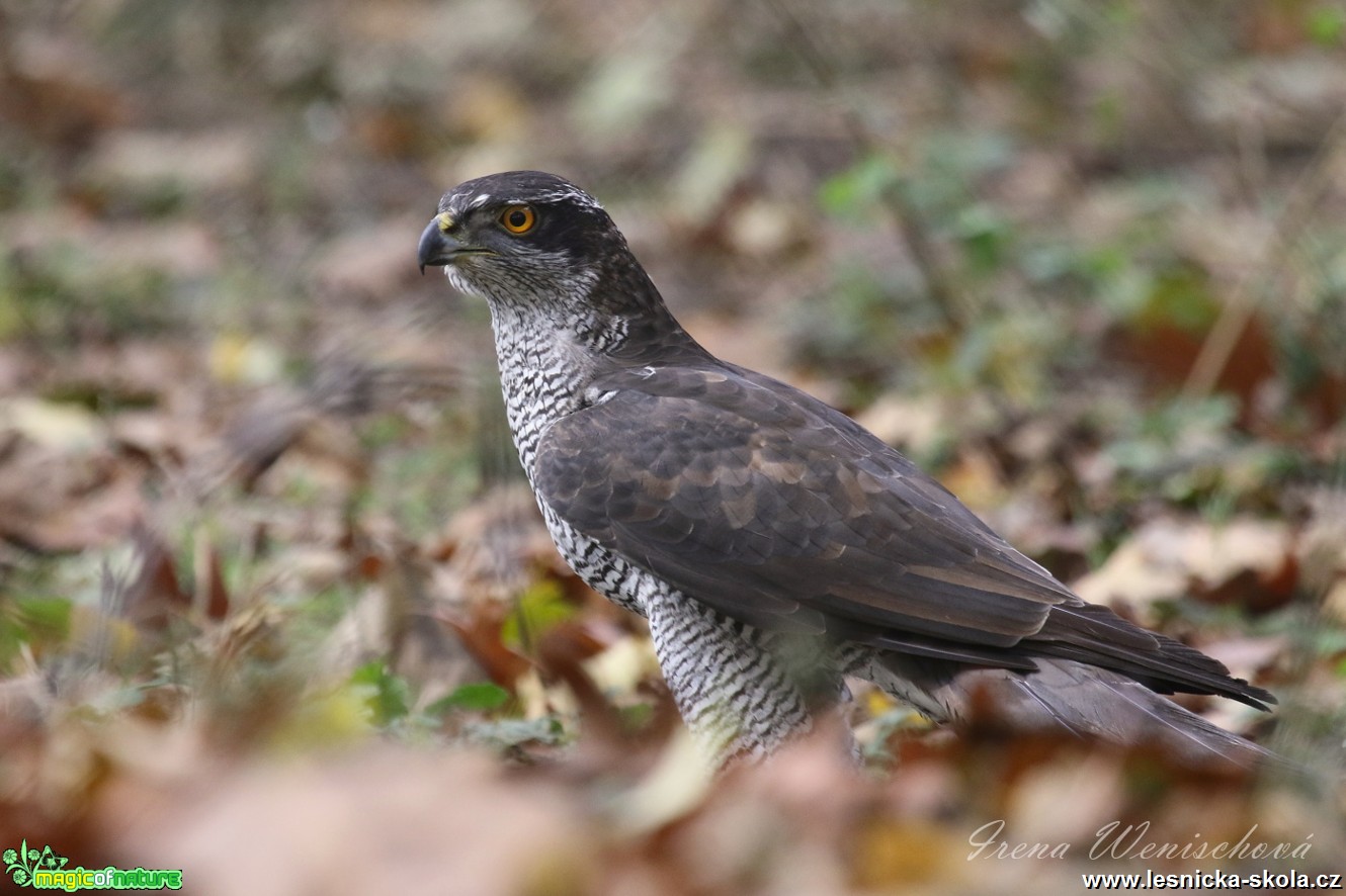 Jestřáb lesní - Accipiter gentilis - Foto Irena Wenischová 0517 (2)