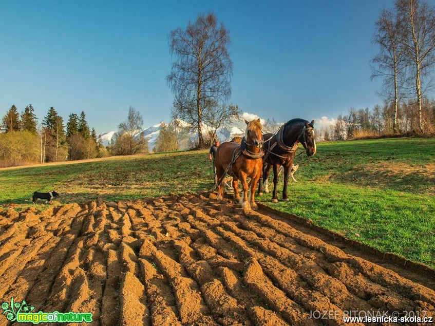 Při orbě - Foto Jozef Pitoňák 0517