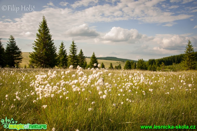 PR Horská louka u Háje - Foto Filip Holič