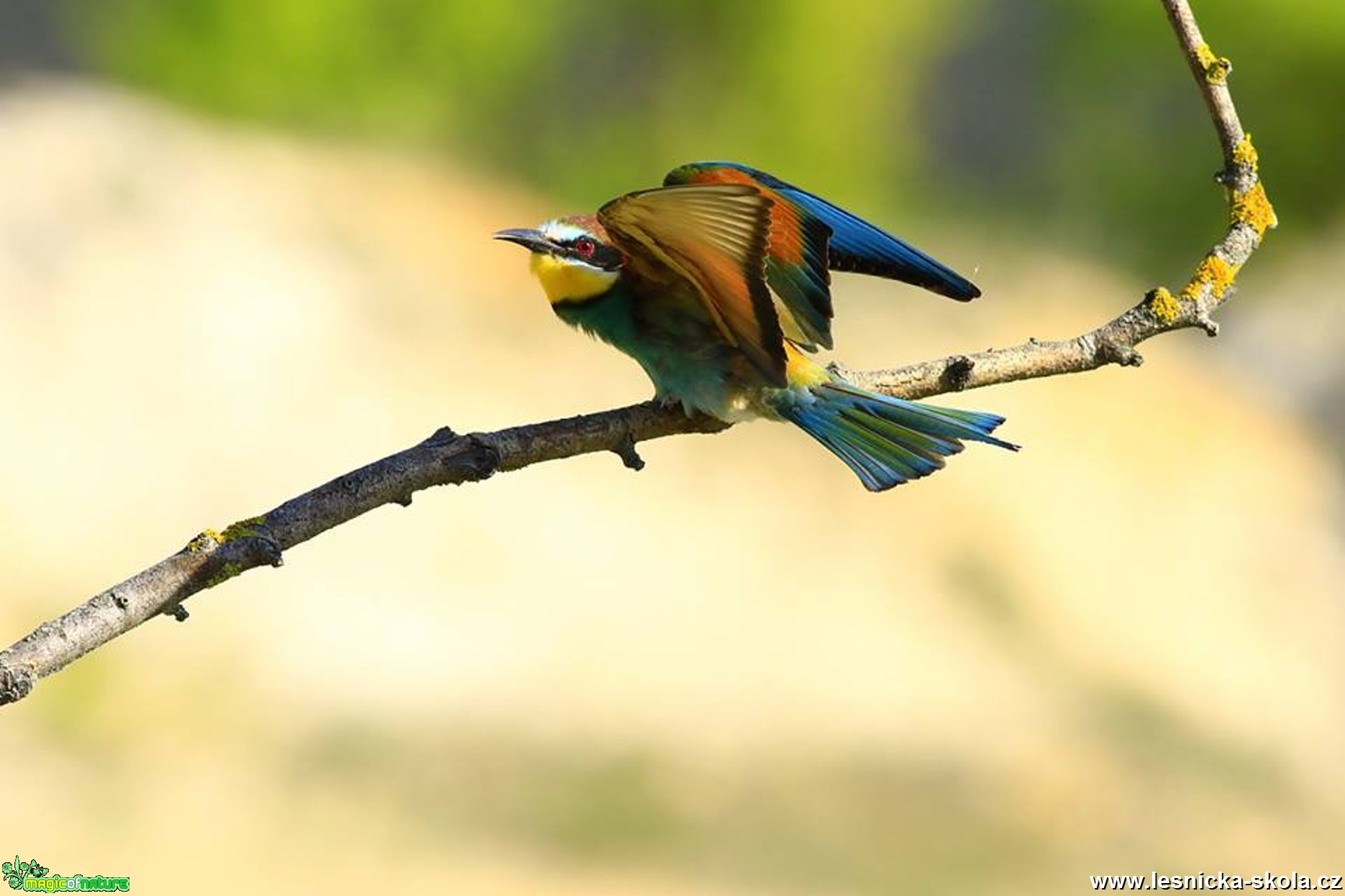 Vlha pestrá - Metopa apiaster - Foto Pavel Balazka 0617 (1)