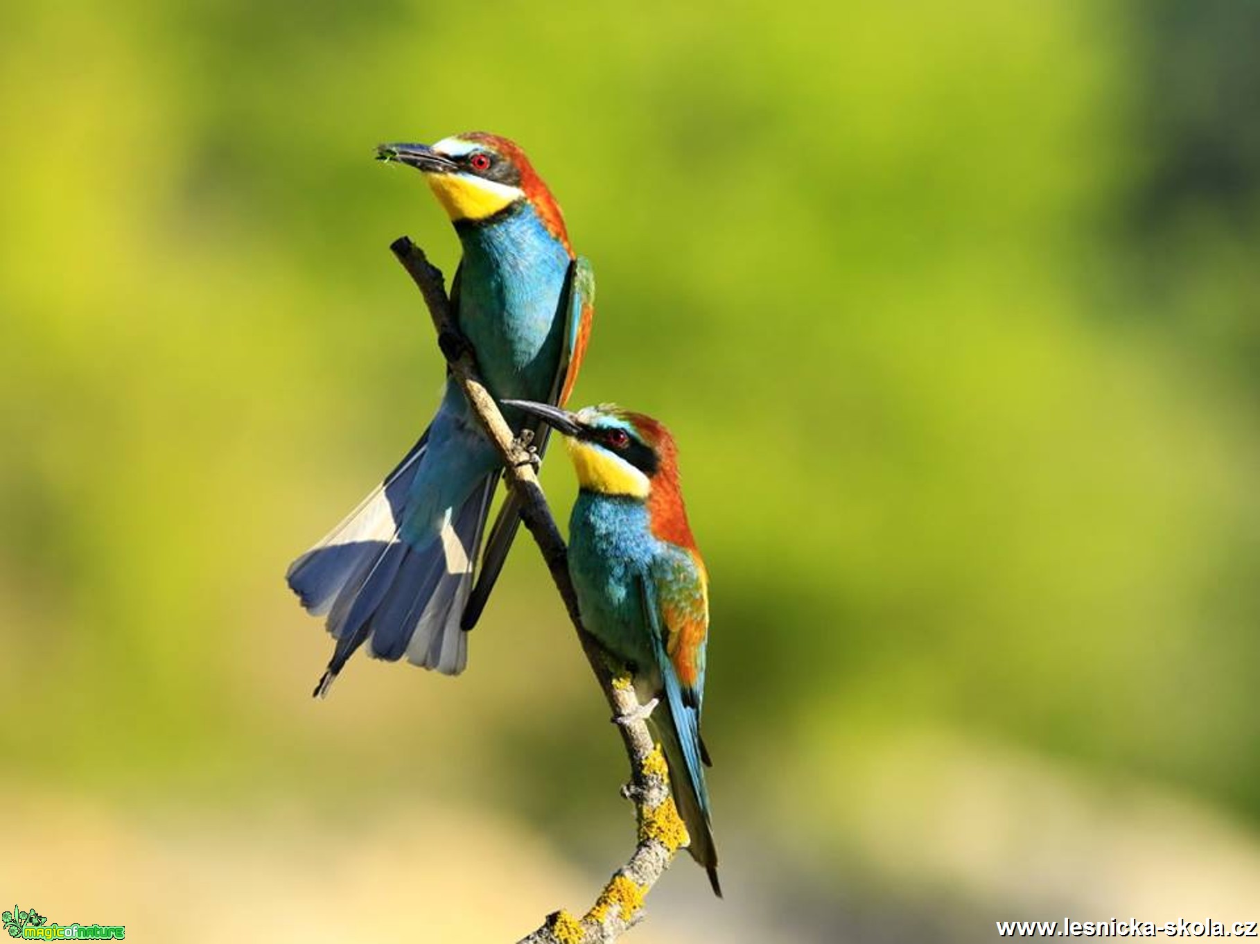 Vlha pestrá - Metopa apiaster - Foto Pavel Balazka 0617 (2)