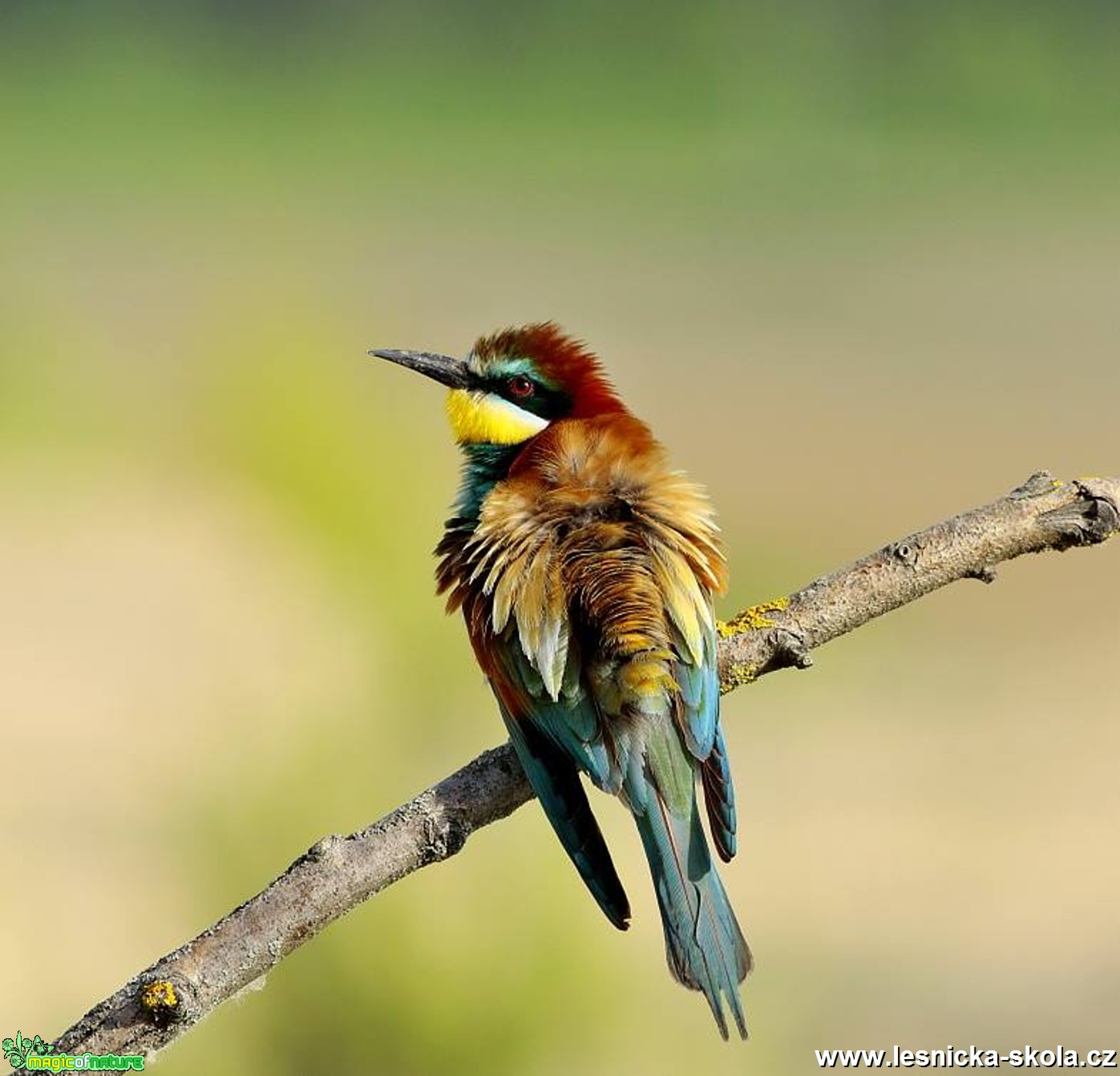 Vlha pestrá - Metopa apiaster - Foto Pavel Balazka 0617 (4)