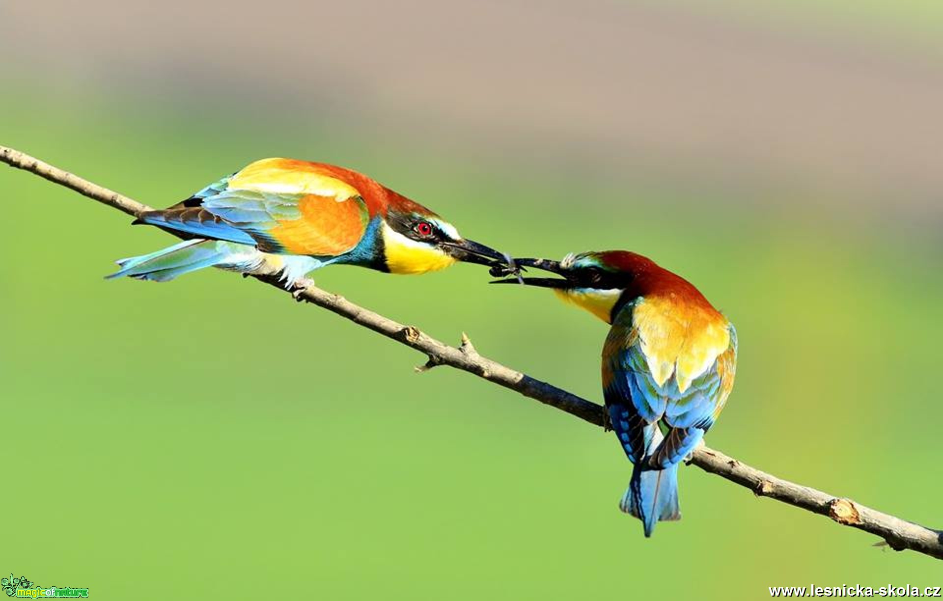 Vlha pestrá - Metopa apiaster - Foto Pavel Balazka 0617 (5)