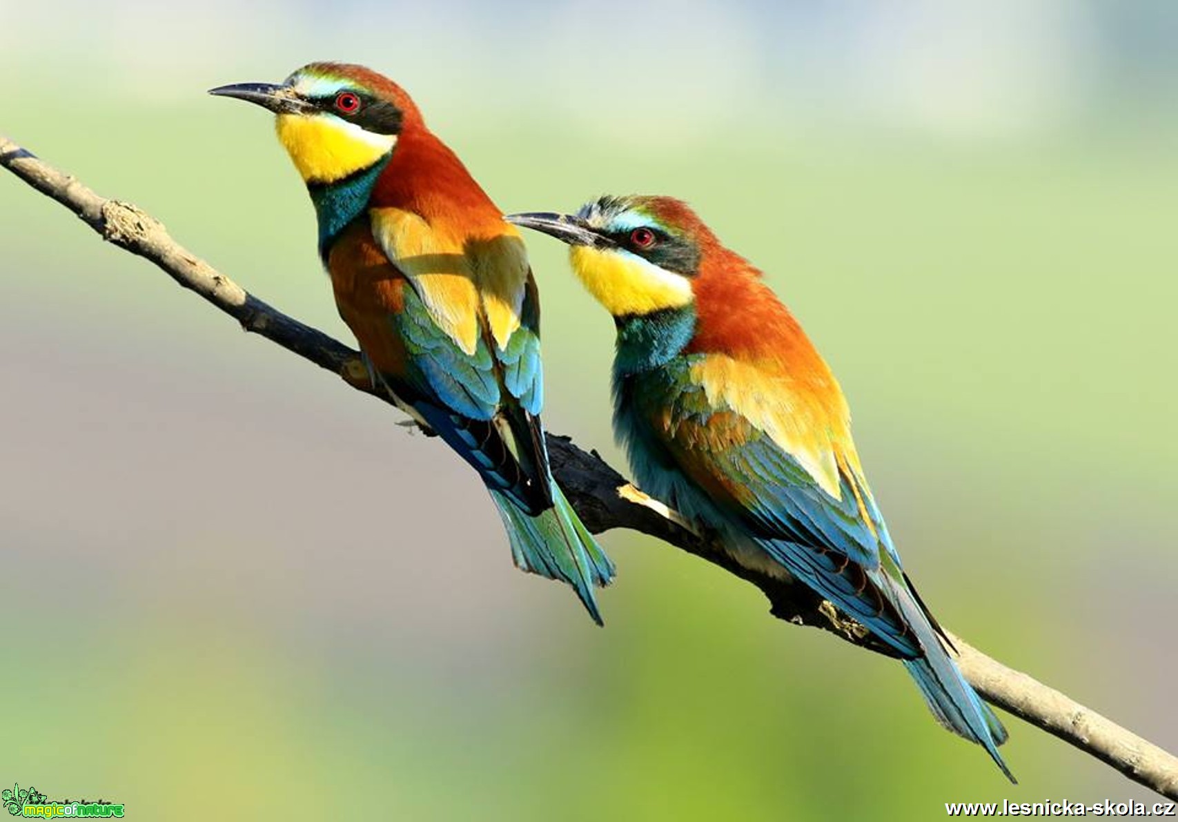 Vlha pestrá - Metopa apiaster - Foto Pavel Balazka 0617 (6)