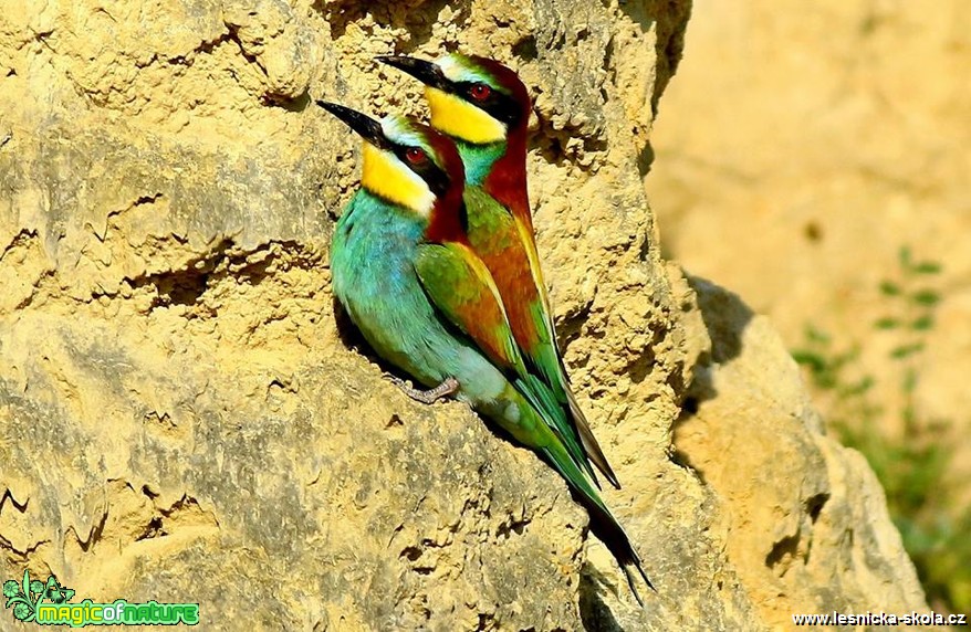 Vlha pestrá - Metopa apiaster - Foto Pavel Balazka 0617 (7)