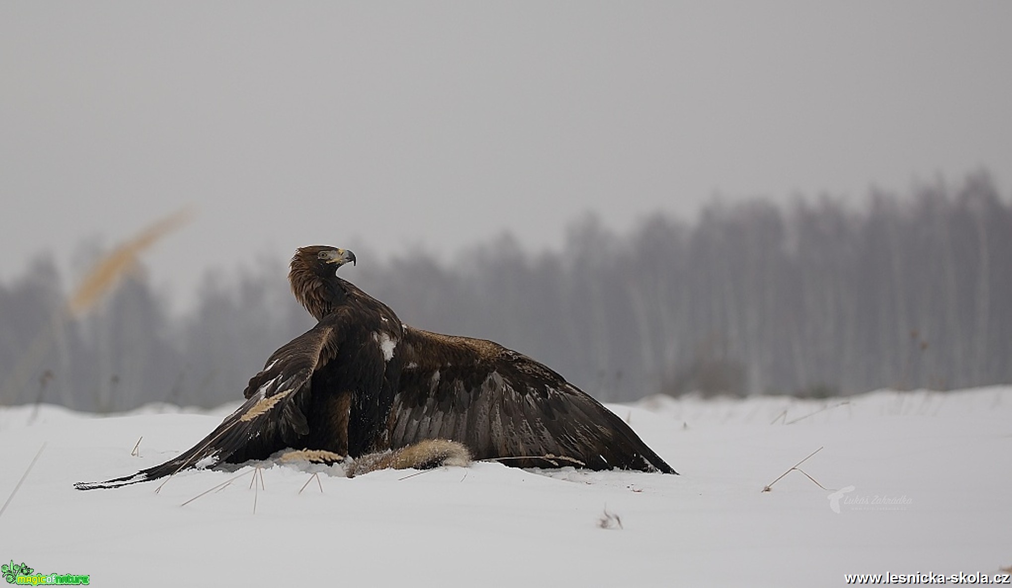 Zimní focení dravců - Foto Lukáš Zahrádka 0617 (4)