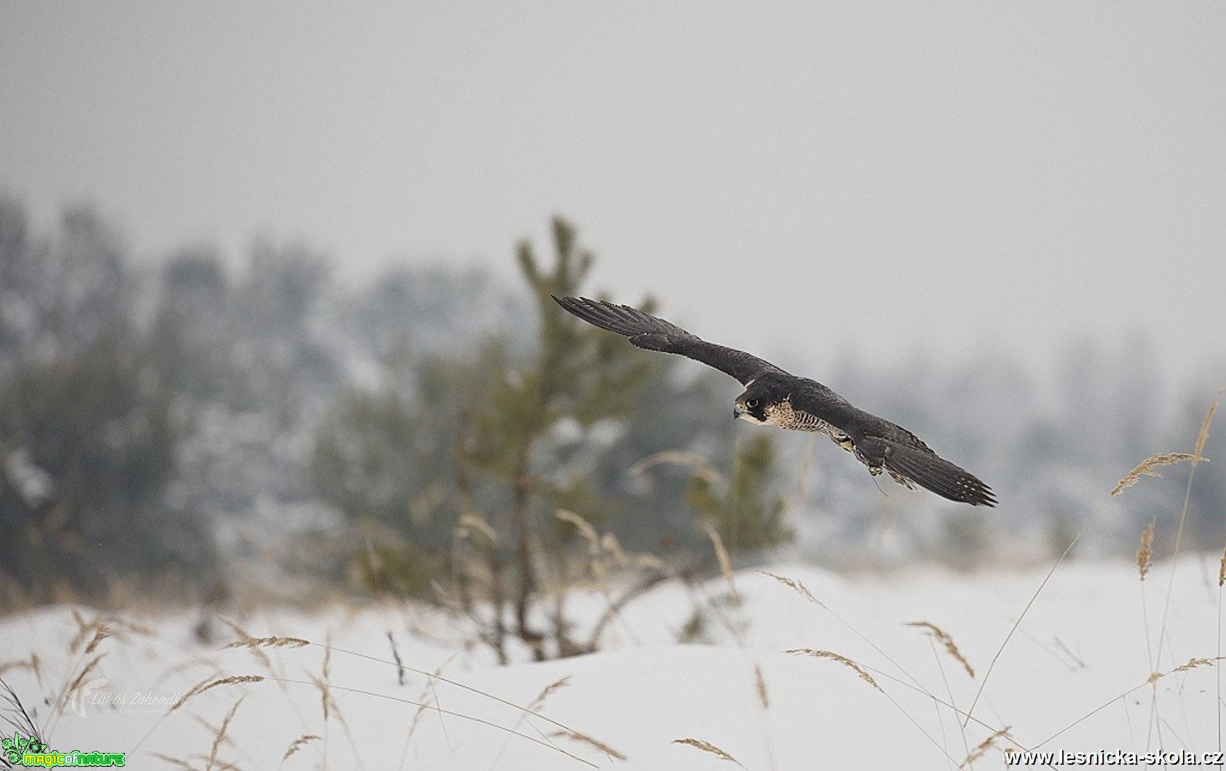 Zimní focení dravců - Foto Lukáš Zahrádka 0617 (5)