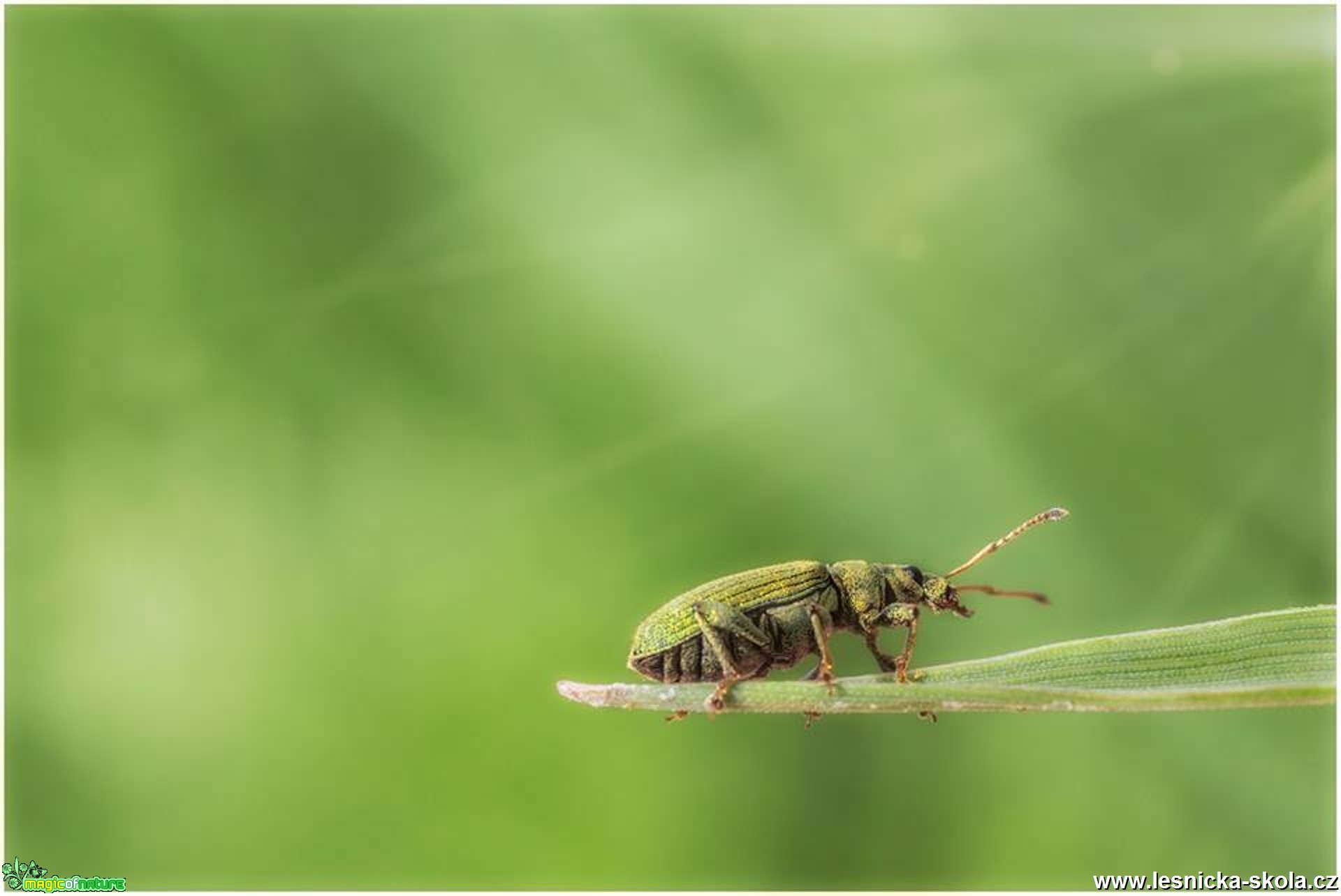 Z hmyzího světa - Foto Jana Vondráčková 0517