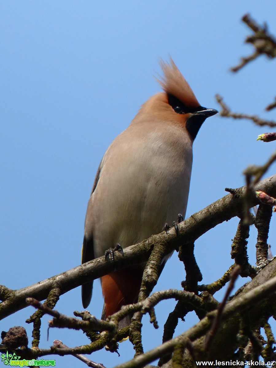 Brkoslav severní - Bombycilla garrulus - Foto Irena Wenischová 0617