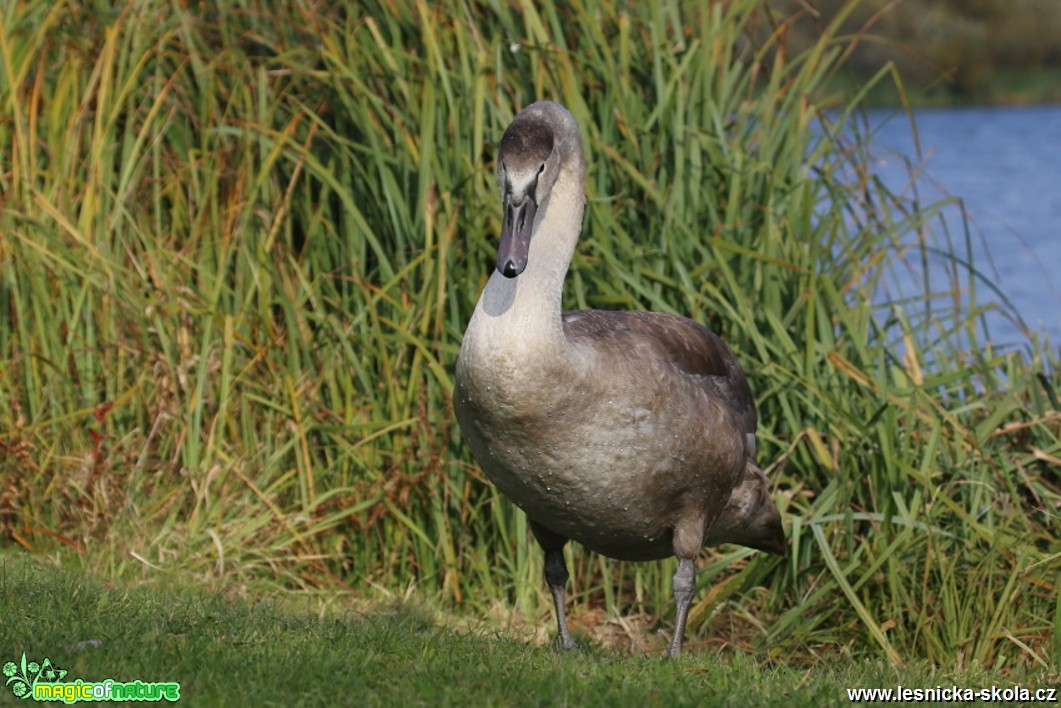 Labuť velká - Cygnus olor - Foto Irena Wenischová 0617 (1)