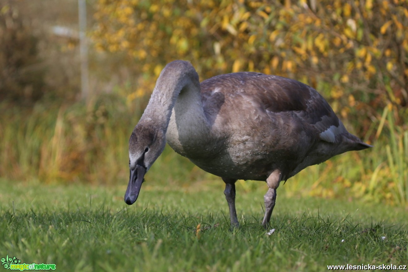 Labuť velká - Cygnus olor - Foto Irena Wenischová 0617 (2)