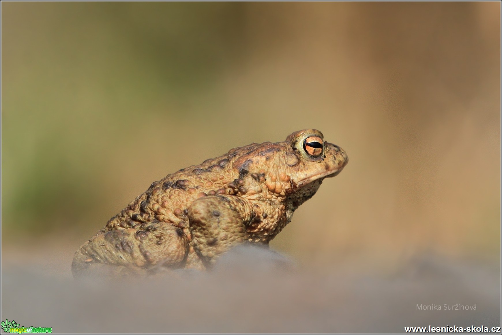 Ropucha obecná - Bufo bufo - Foto Monika Suržinová 0617 (1)