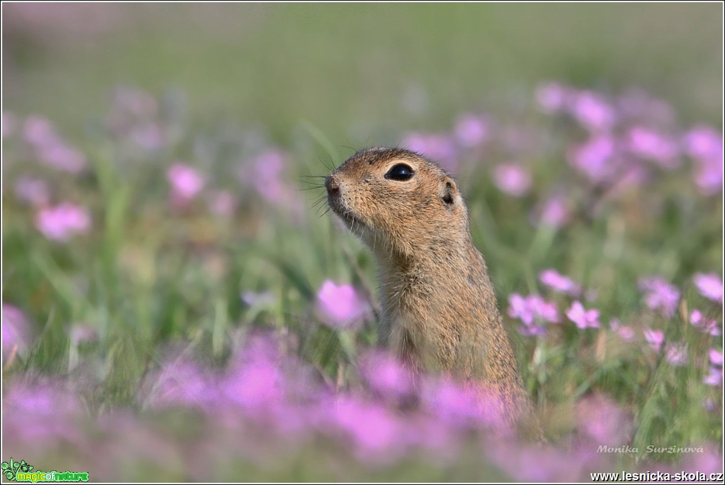 Sysel obecný - Spermophilus citellus - Foto Monika Suržinová 0617 (1)