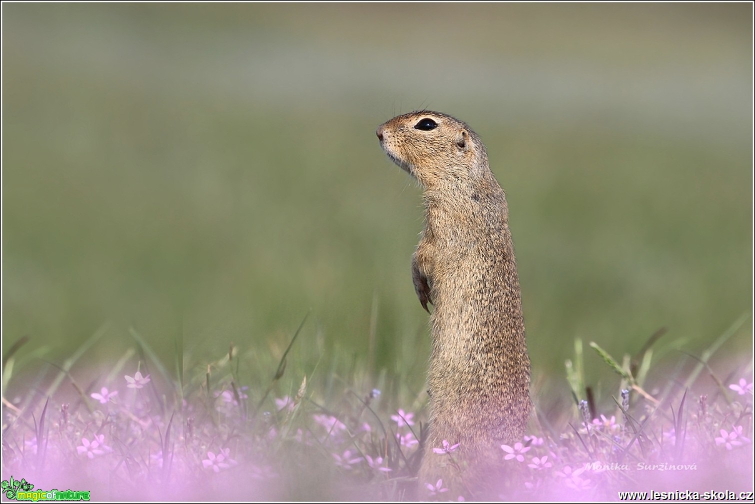 Sysel obecný - Spermophilus citellus - Foto Monika Suržinová 0617 (2)