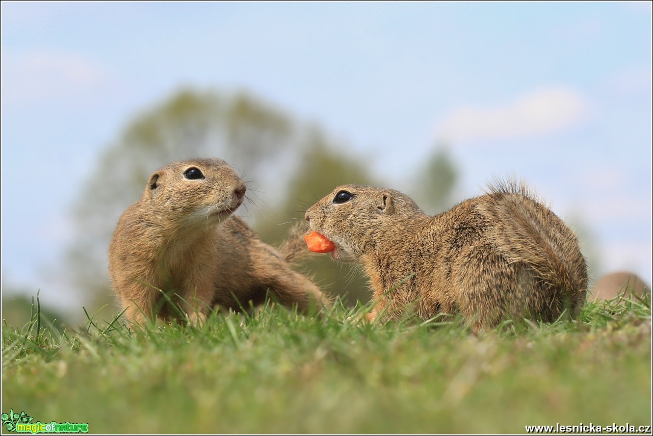 Sysel obecný - Spermophilus citellus - Foto Monika Suržinová 0617 (4)