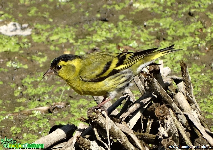 Čížek lesní - Carduelis spinus - Foto Miloslav Míšek 0717