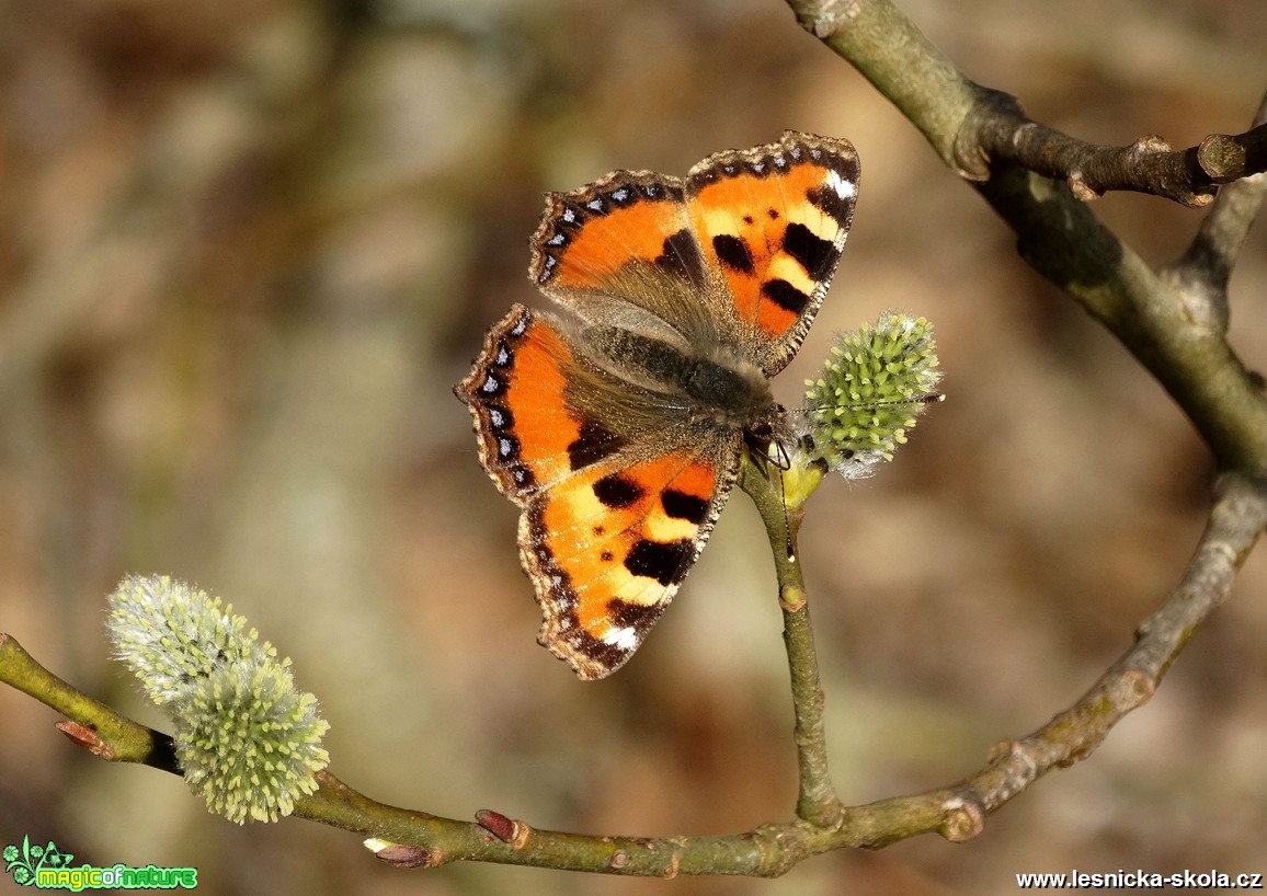 Babočka kopřivová - Aglais urticae - Foto Miloslav Míšek (1)