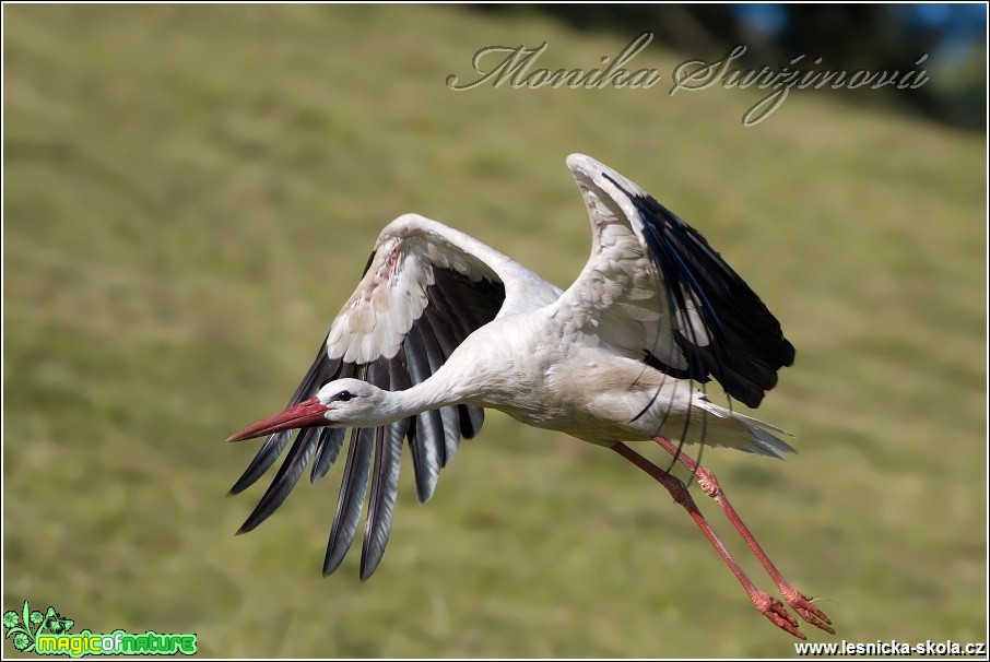 Čáp bílý - Ciconia ciconia - Foto Monika  Suržinová