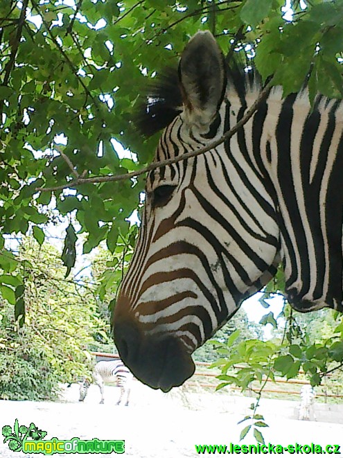 Zebra sp. - Foto Eliška Devátá