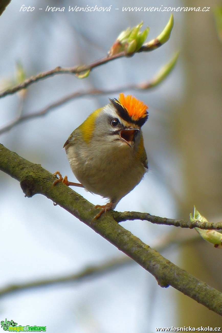 Králíček ohnivý - Regulus ignicapillus - Foto Irena Wenischová (1)