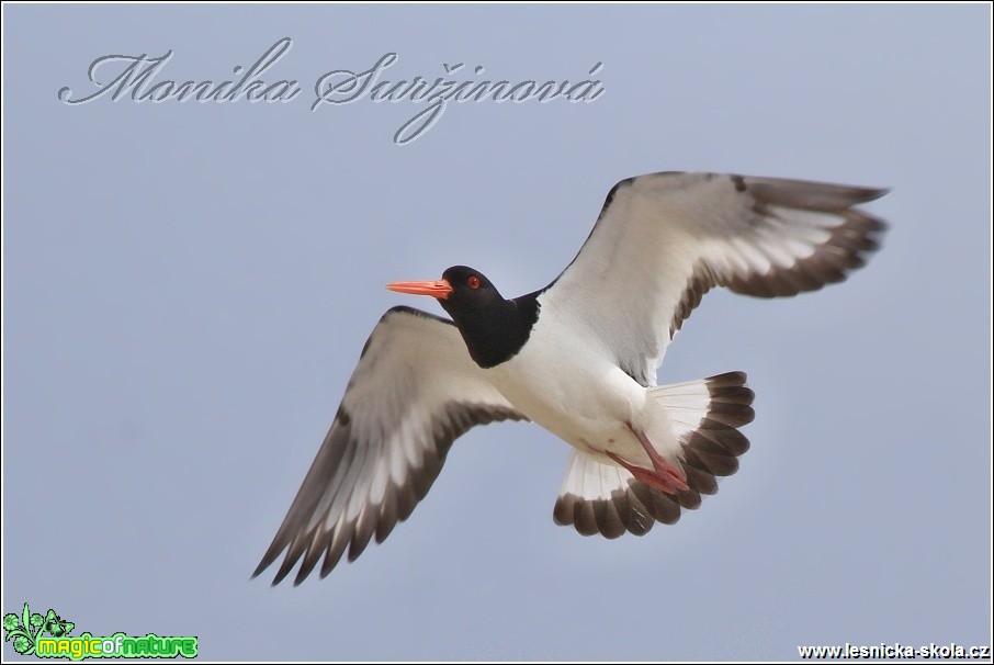 Ústřičník velký - Haematopus ostralegus - Foto Monika Suržinová (1)