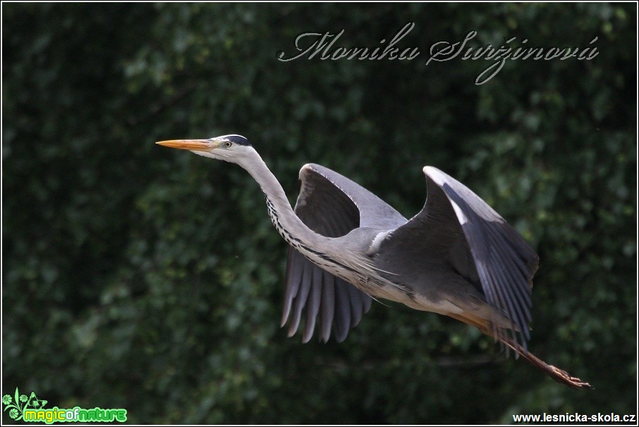 Volavka popelavá - Ciconia nigra - Foto Monika Suržinová